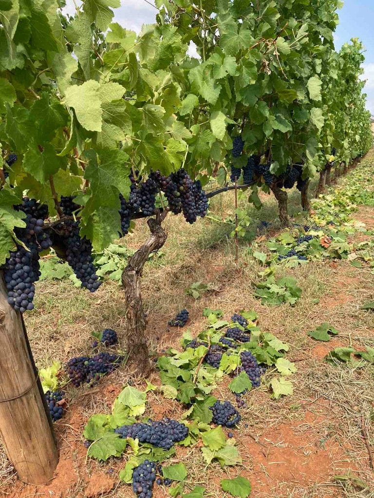 'Ktima Pavlidis' vineyards with bunches of black grapes