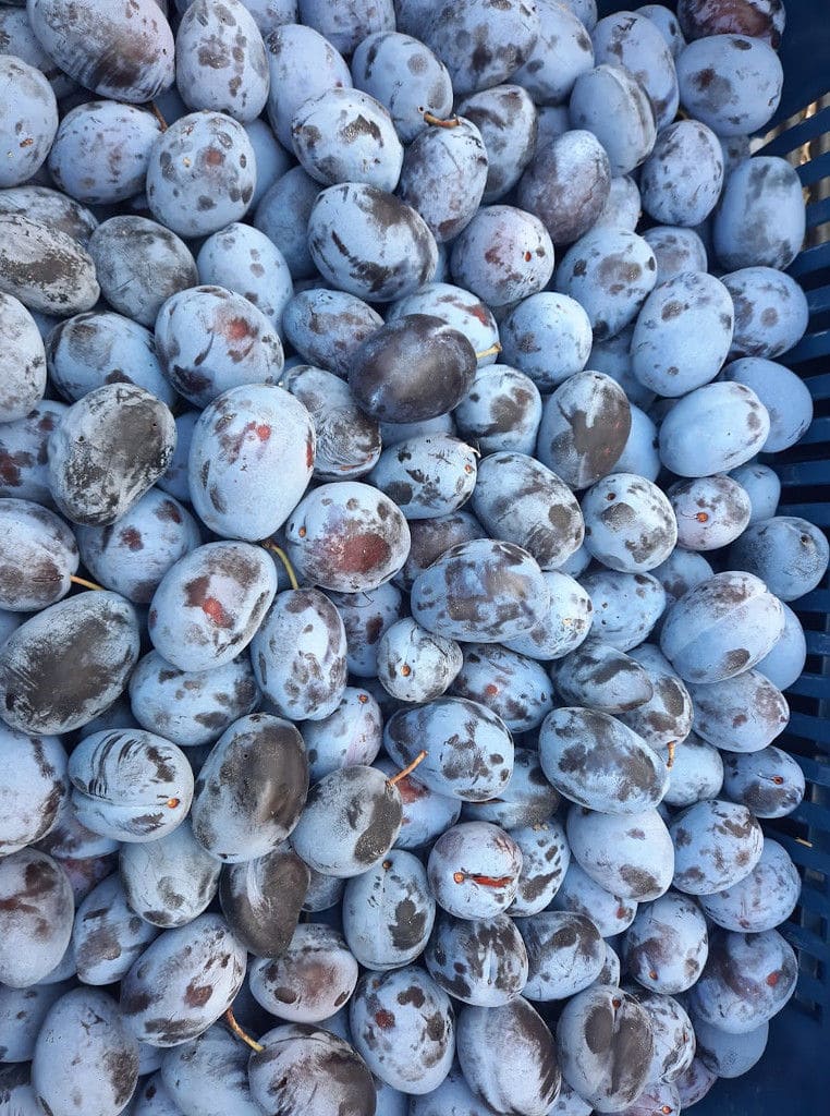 fresh plums from 'Ktimata Moschouta' crops