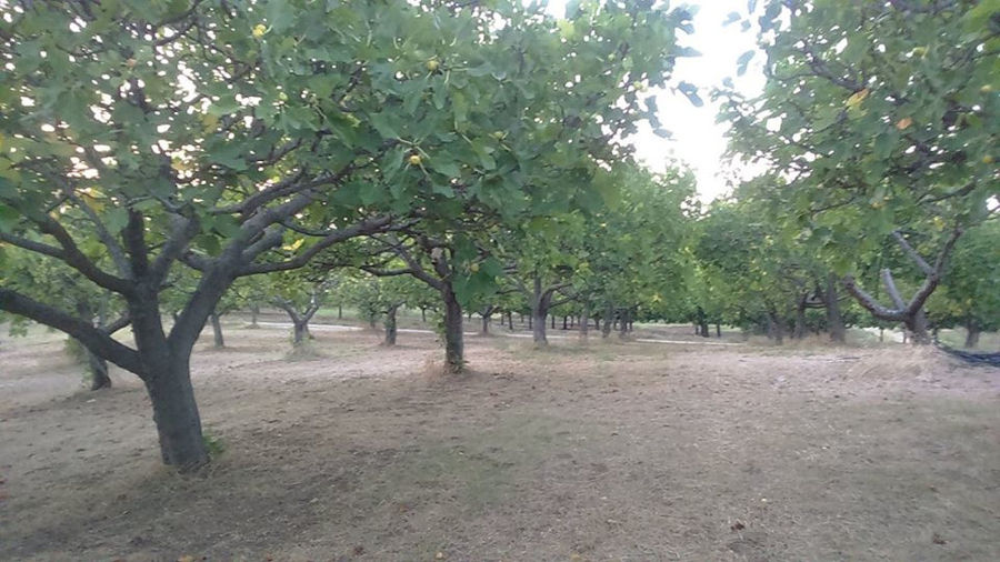 rows of fig trees at 'Ktimata Moschouta' crops