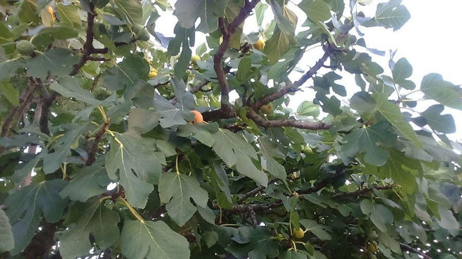 fig tree branches with ripe fruits at 'Ktimata Moschouta'