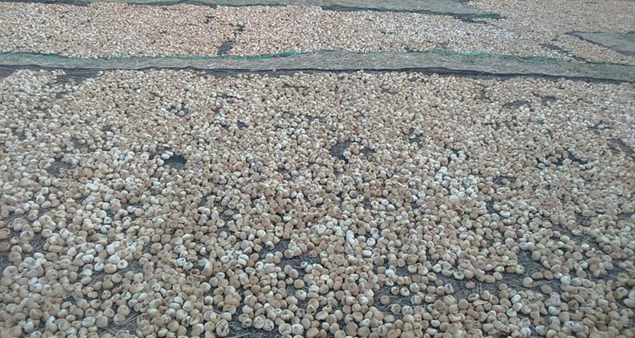 dry figs lying on raffia on the ground at 'Ktimata Moschouta'