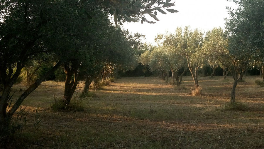 view of sunset of rows of fig trees at 'Ktimata Moschouta' crops