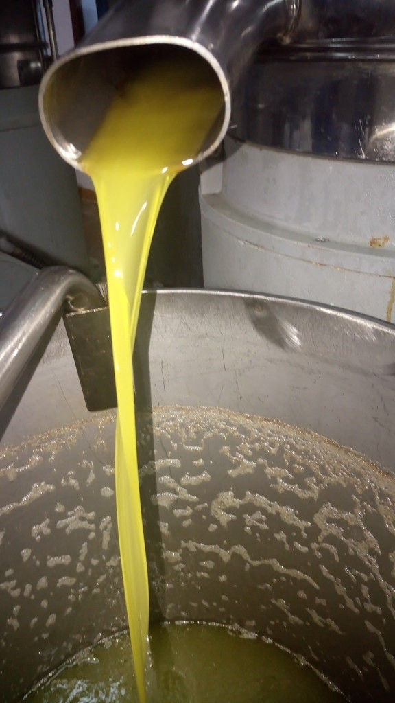 olive oil flowed from olive oil press machine at 'Ktimata Moschouta' plant