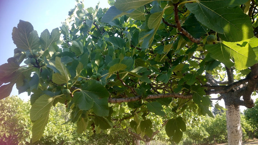 fig tree branches at 'Ktimata Moschouta' crops