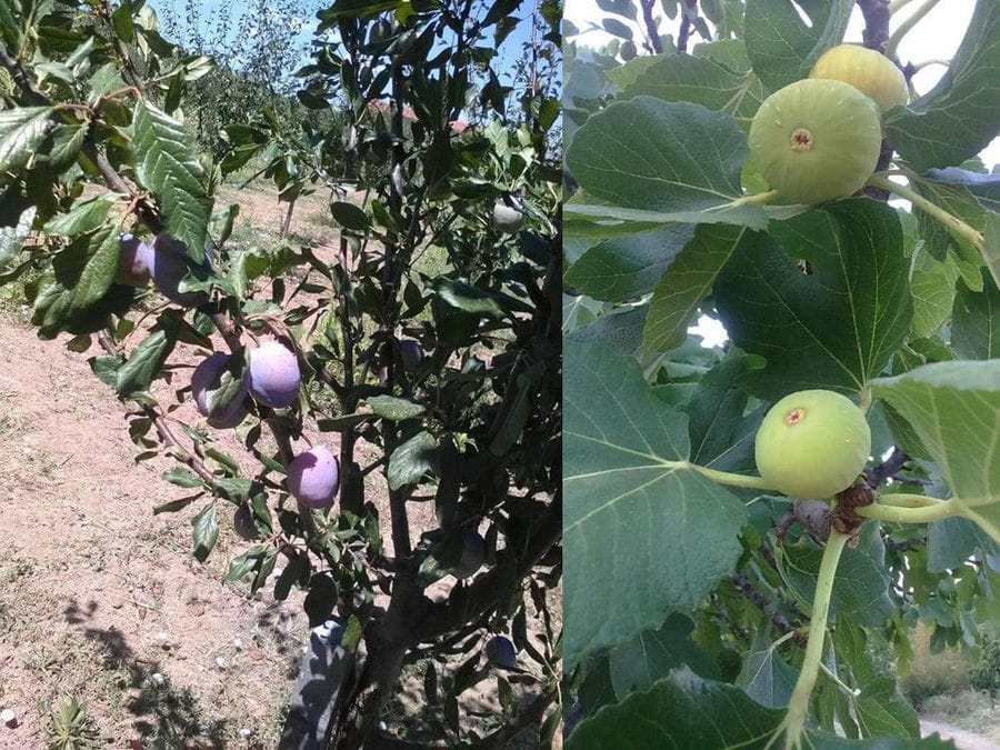 montaj of views of fig tree branches with ripe fruits at 'Ktimata Moschouta'