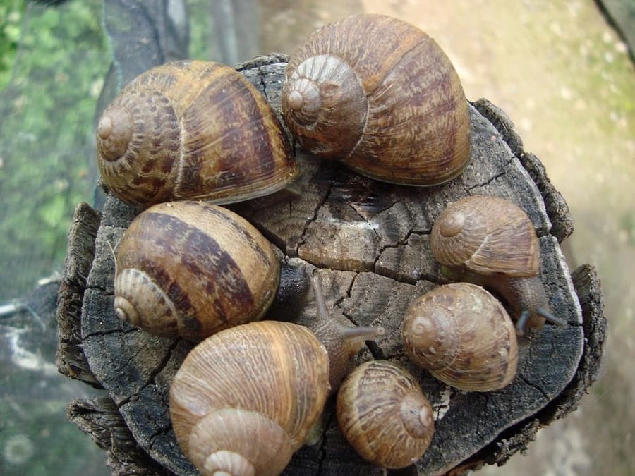 land snails from above side by side on tree trunk at Feréikos farm