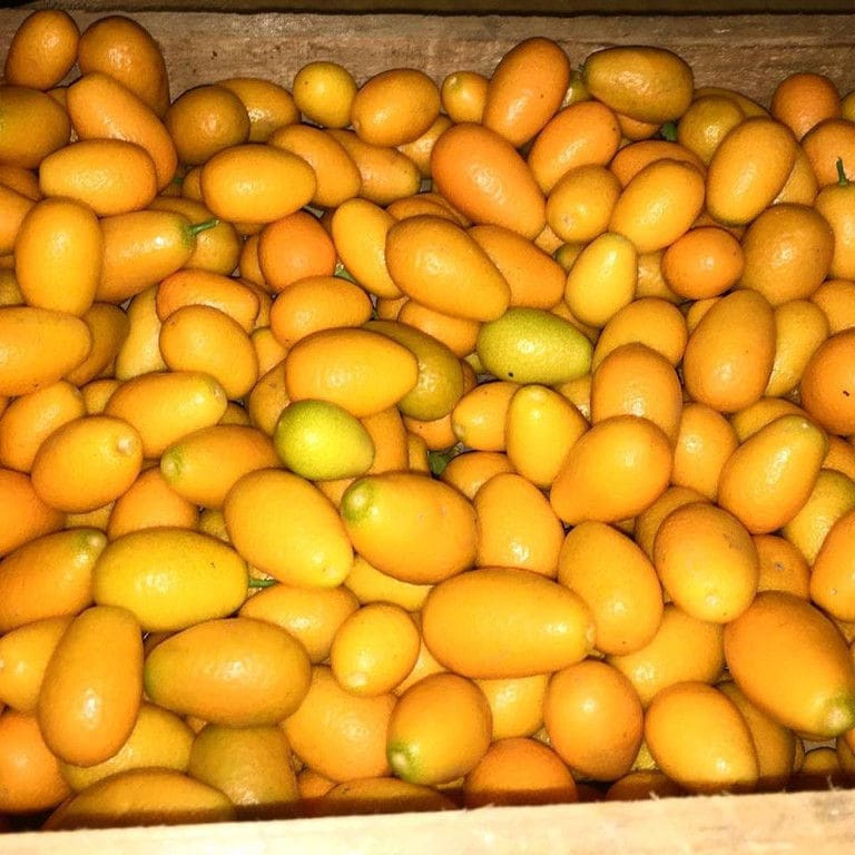 kumquat fruits at Lazaris Distillery