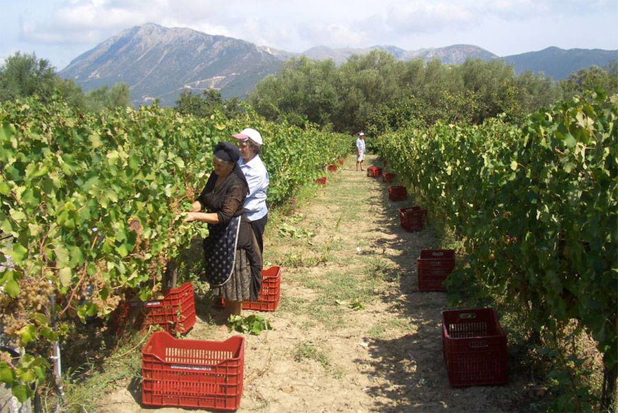 women picking grapes in the 'Lefkaditiki Gi' vineyard