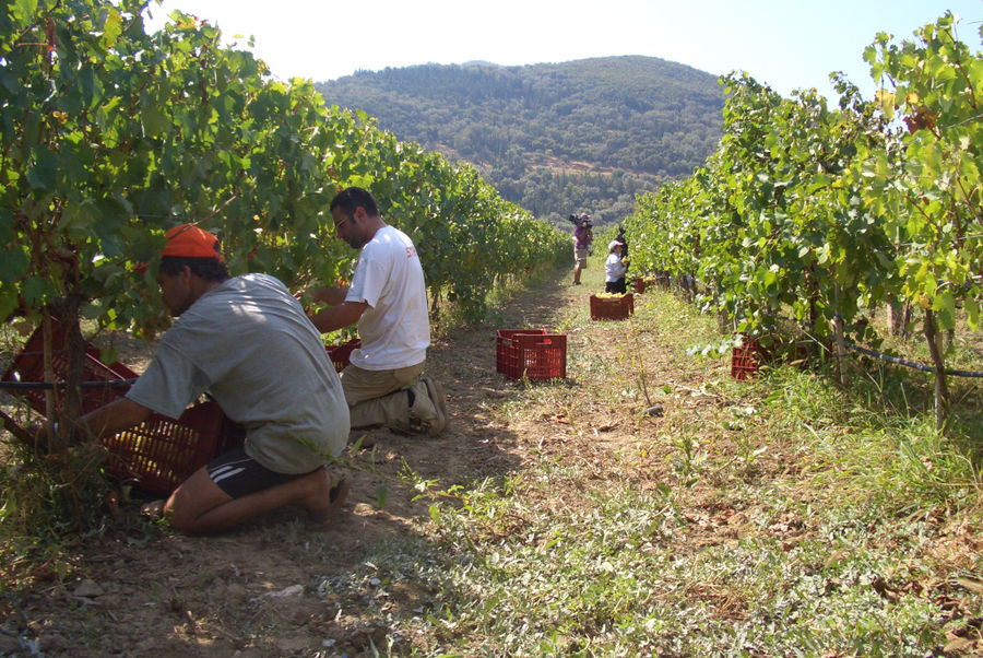 men picking grapes in the 'Lefkaditiki Gi' vineyard