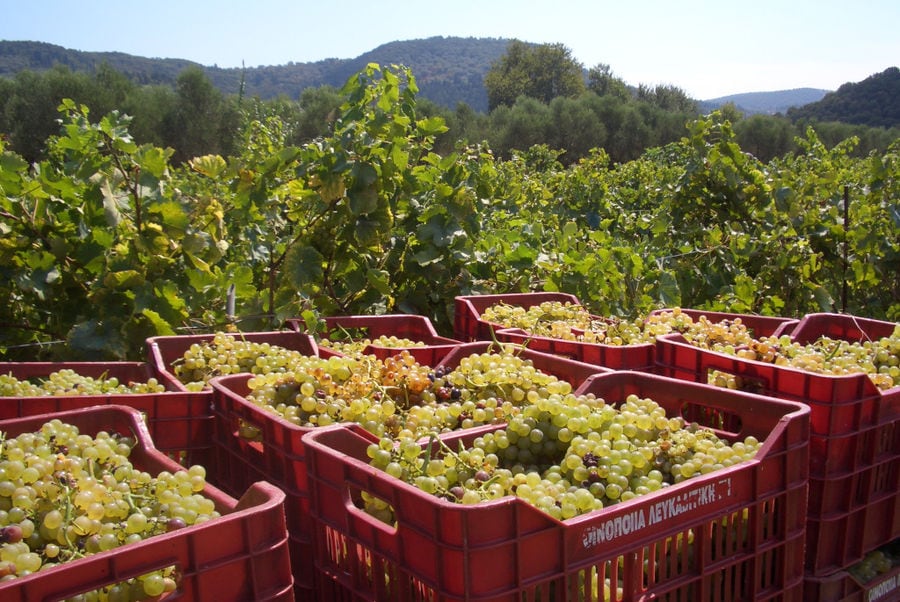 red crates with bunches of white grapes in the background of blue sky and 'Lefkaditiki Gi' vineyards