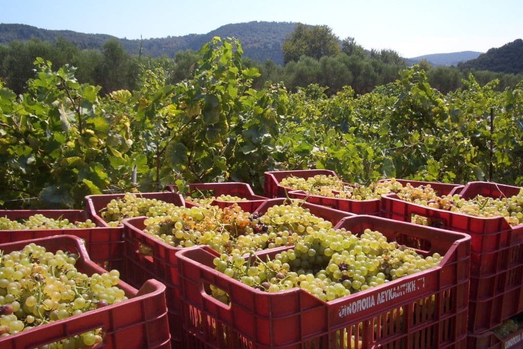 crates with bunches of grapes in vineyards of ' Lefkaditiki Gi' recognized with many awards|