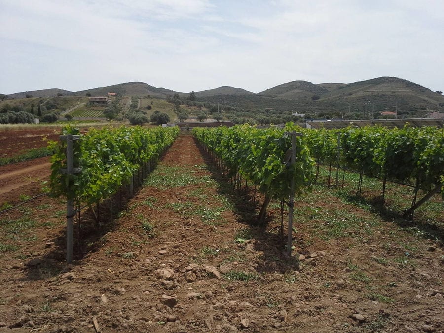 rows of vines at Liepouris Winery vineyards in the background of blue sky and mountains s