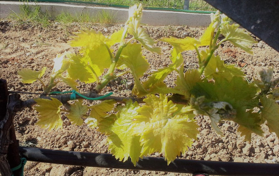 a bunche of vine at Liepouris Winery vineyards