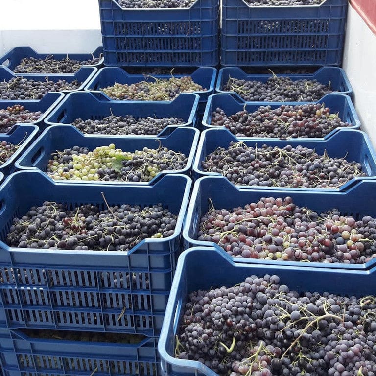 three rows lying creates of black grapes at Liepouris Winery