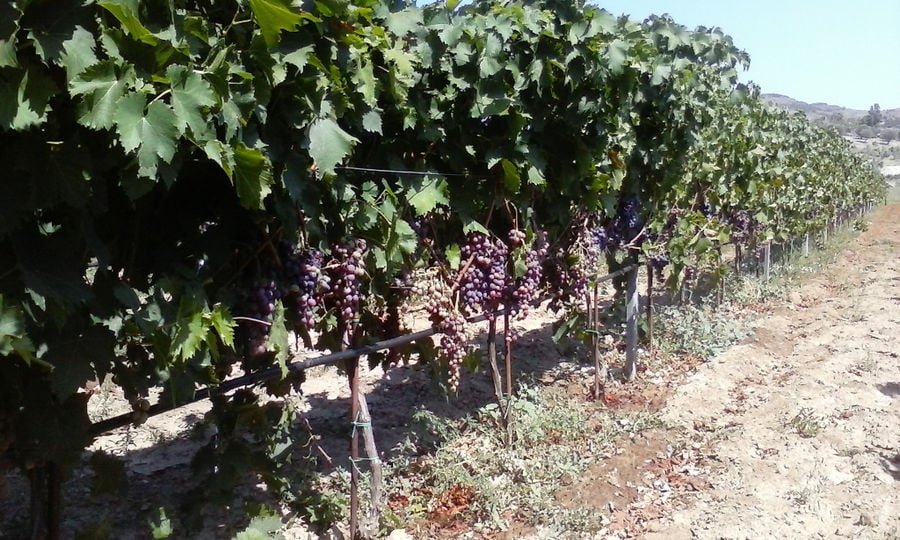 Liepouris Winery vineyards full of bunches of black grapes