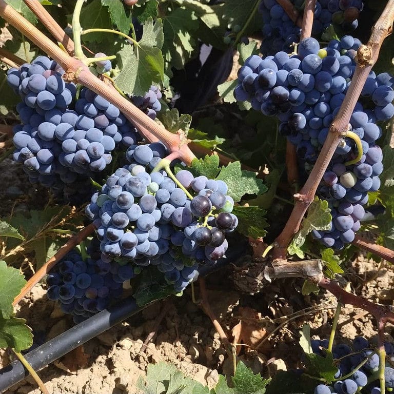 Liepouris Winery vineyards full of bunches of black grapes