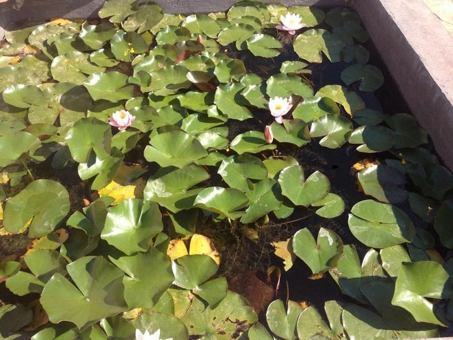 lily pads floating on a pond at Perivolaki farm