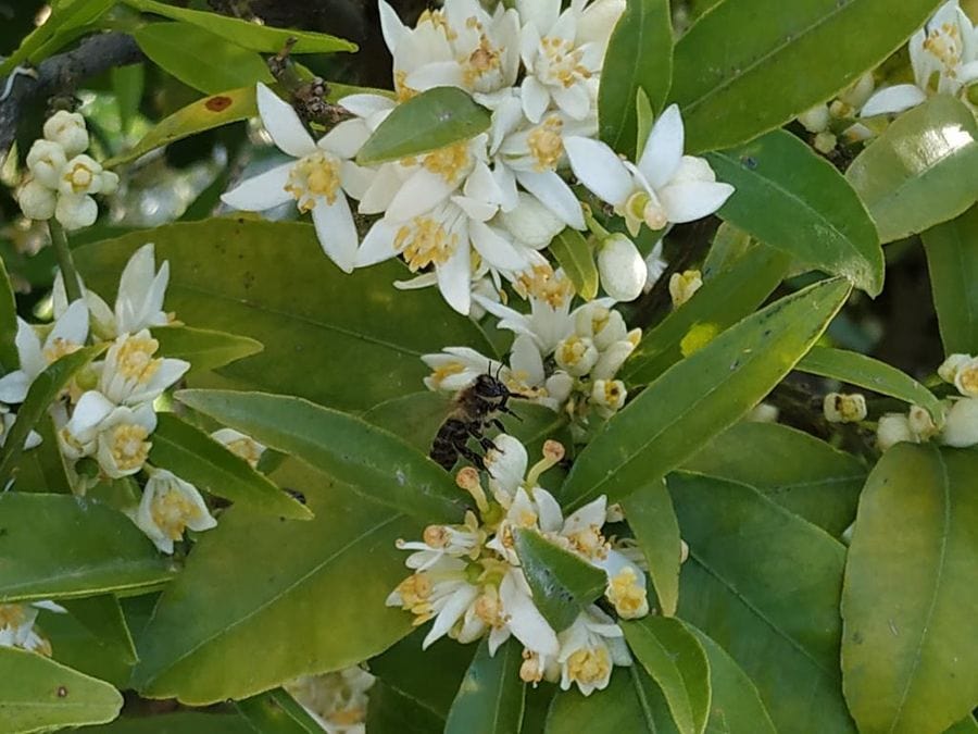 close-up of bees on the lime flowers of an orange tree in nature at Evonymon garden