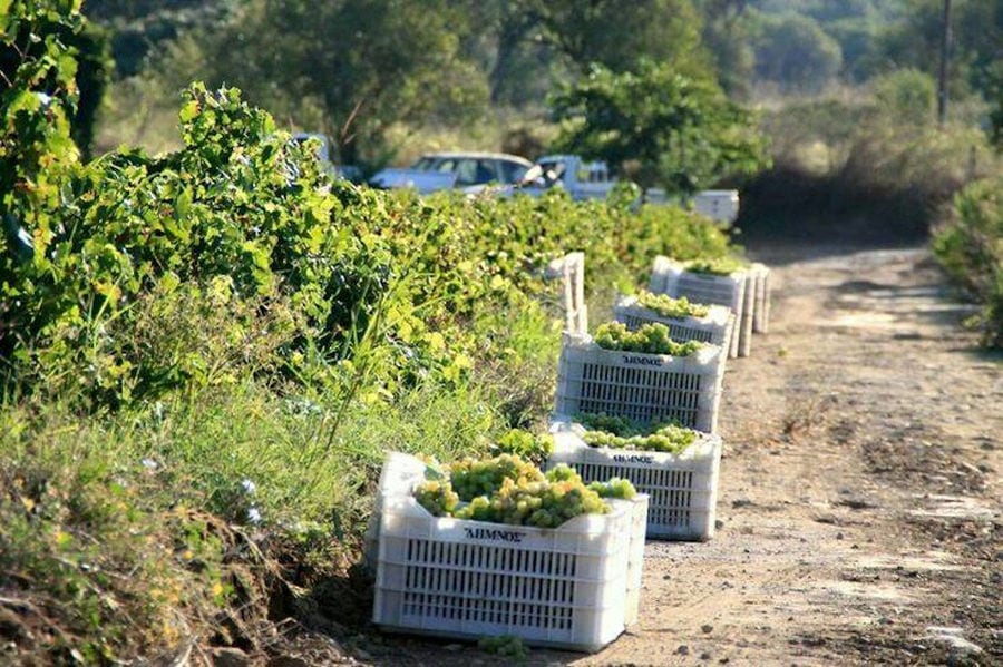crates with bunches of grapes on the ground into 'Limnos Organic Wines' vineyards in the background of two trucks and trees