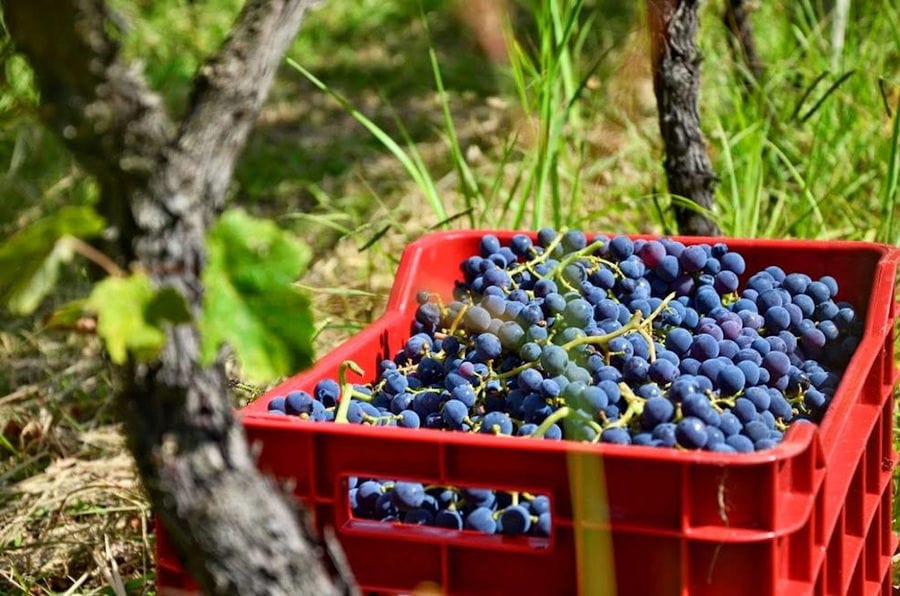 crate with bunches of black grapes into 'Limnos Organic Wines' vineyards
