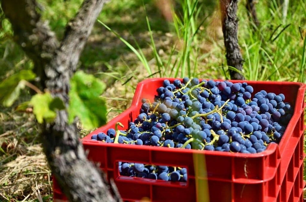 crate with bunches of black grapes ‘Limnos Organic Wines’ vineyard that recognized with many awards|