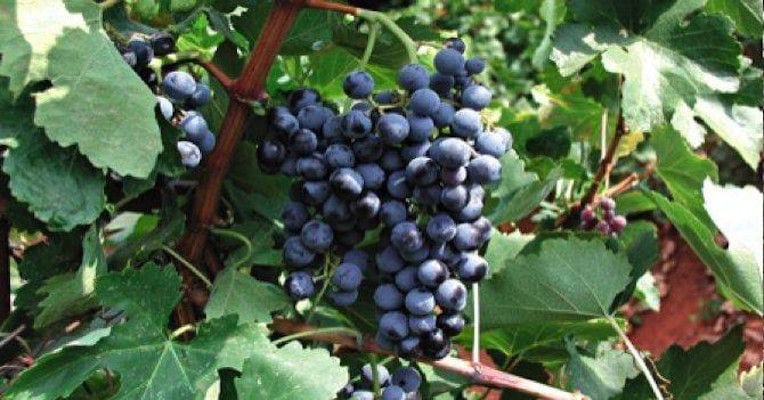 'Limnos Organic Wines' vineyards full of bunches of black grapes
