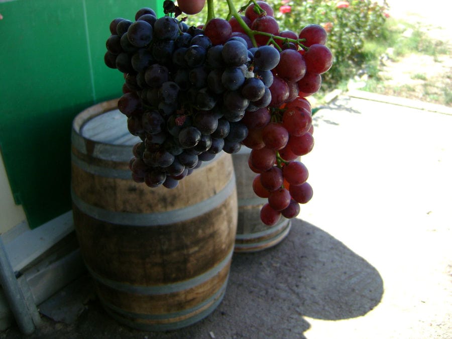 two bunches of grapes creates an optical illusion in background of two 'Limnos Organic Wines' wood barrels