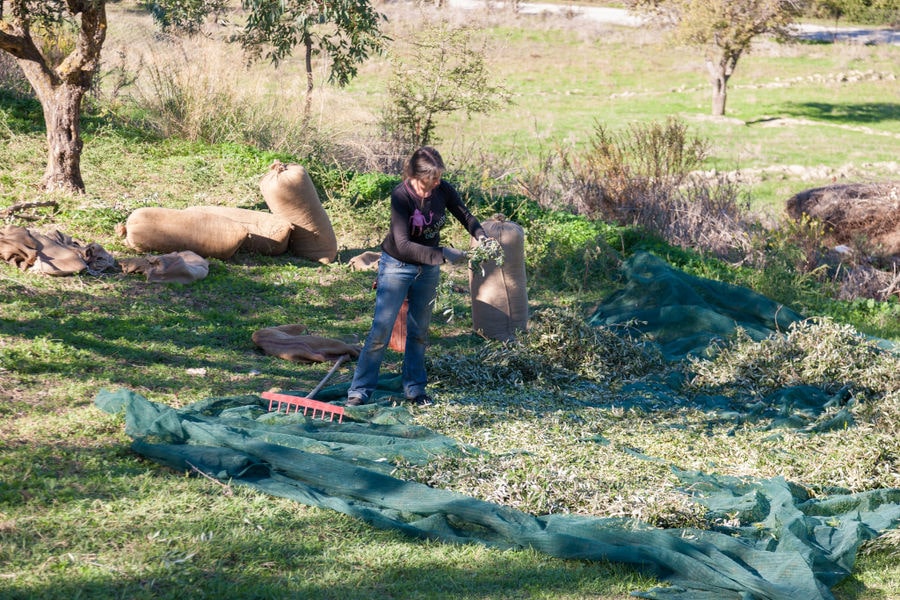 woman overturning olives bag on the raffia lying on the ground around 'Lithies Organic Farm'