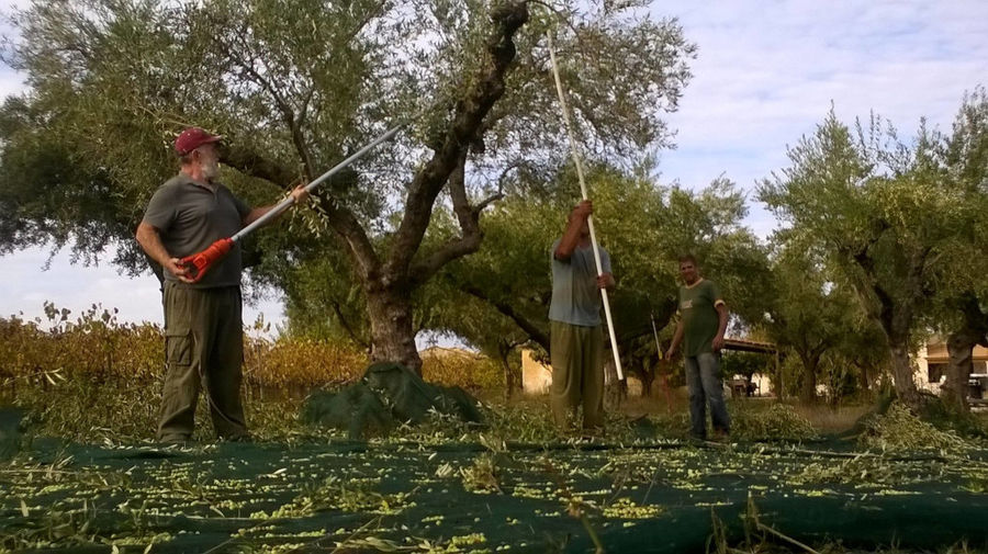 Men picking olives from tree using olive harvesters at 'Lithies Organic Farm'