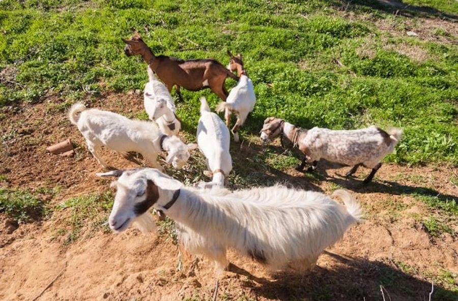 view from above of white goats and one brown around 'Lithies Organic Farm'