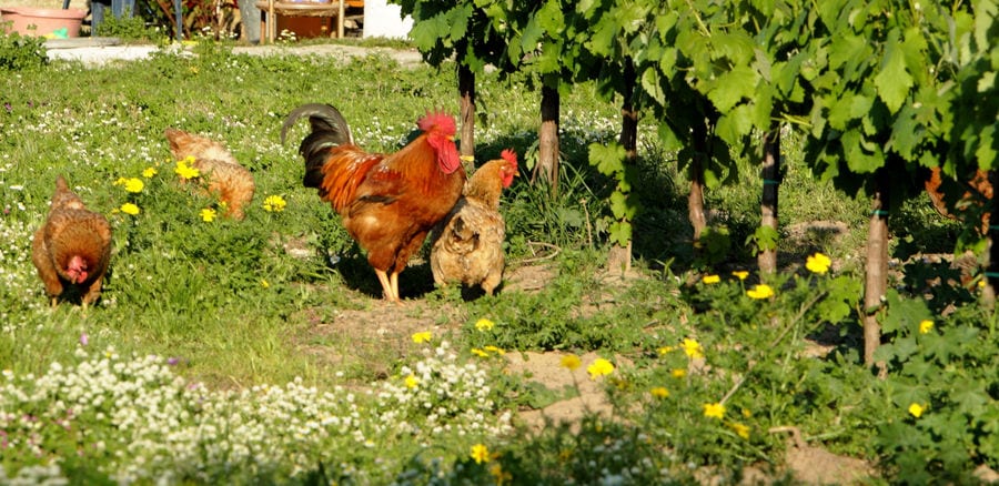 a cock and three chickens pecking the ground for food around 'Lithies Organic Farm'