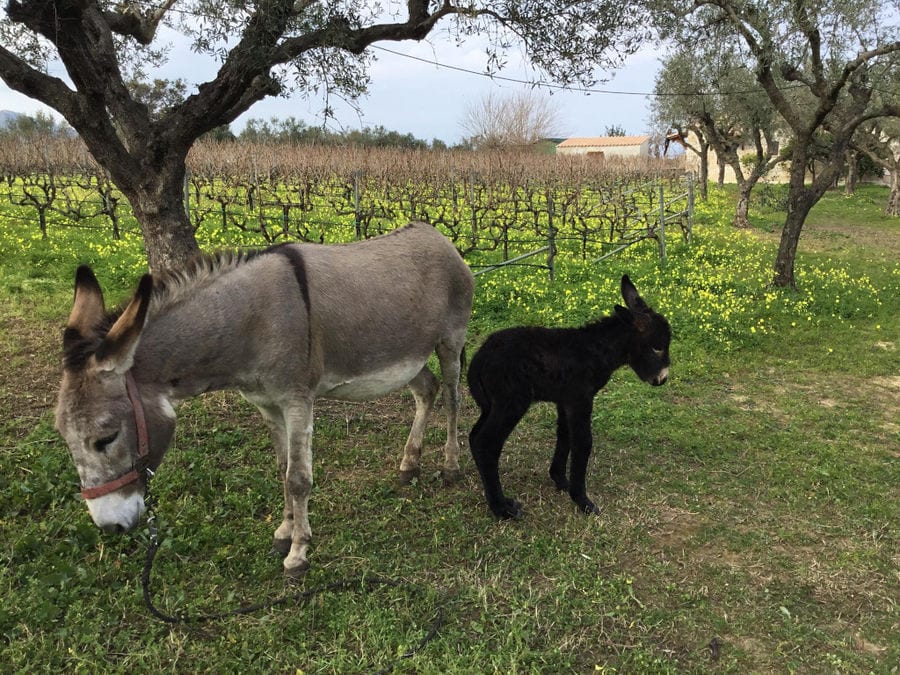 a donkey and a young black goat around 'Lithies Organic Farm'