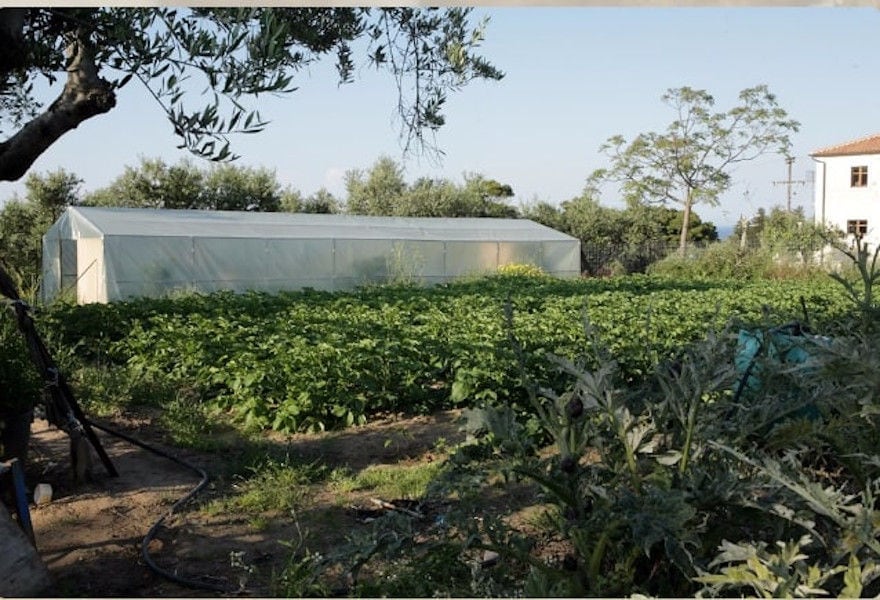 green plants crops and 'Lithies Organic Farm' greenhouse in the background