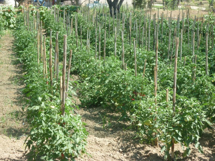 rows of tomatoes plants crops at 'Lithies Organic Farm'