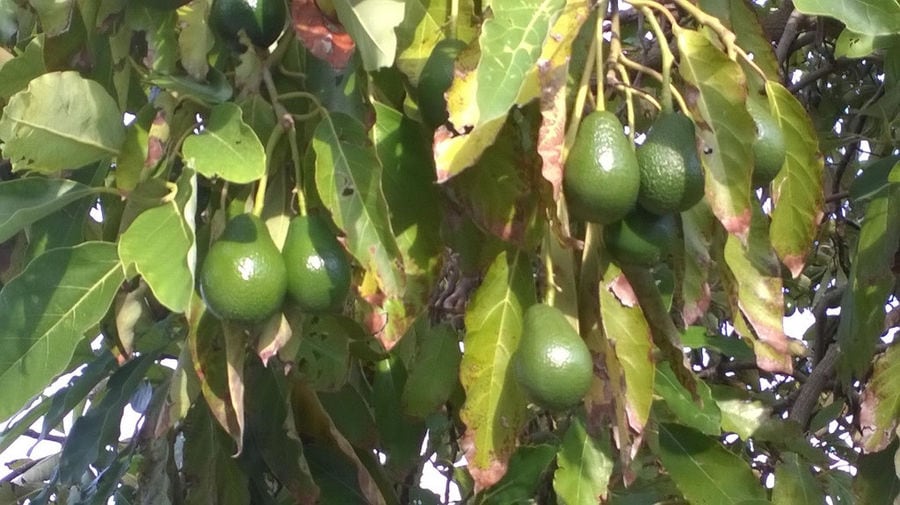 branches with unripe avocados at 'Lithies Organic Farm'