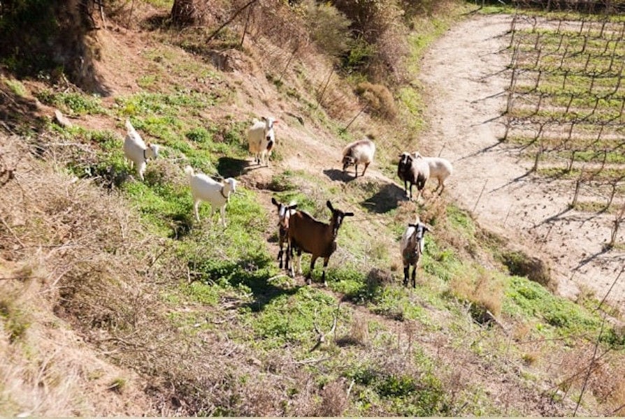 view from above of white goats and one brown around 'Lithies Organic Farm'