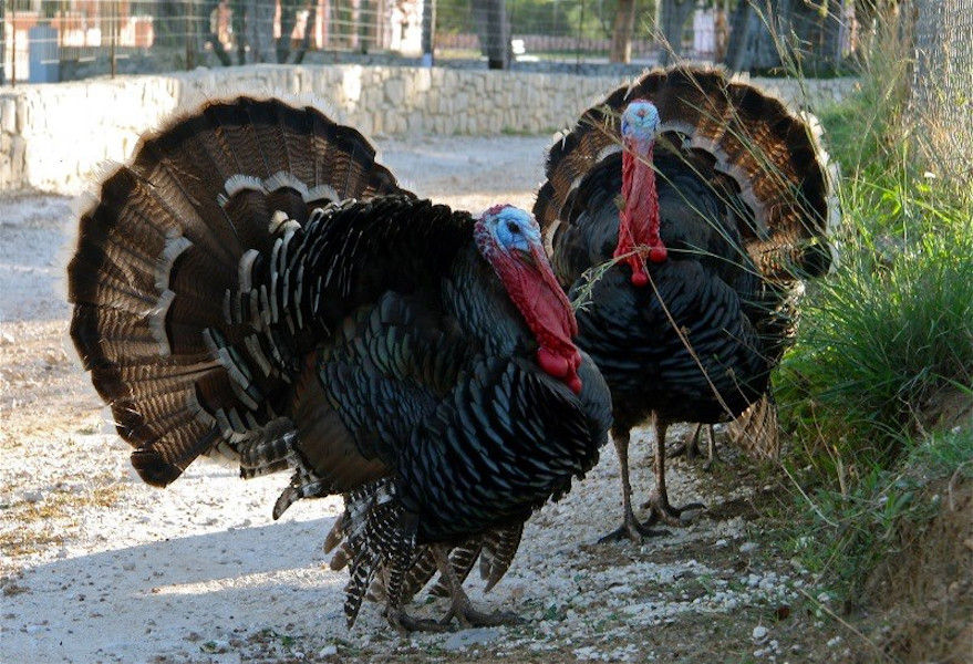 two black turkeys opening their tails up close to the camera around 'Lithies Organic Farm'