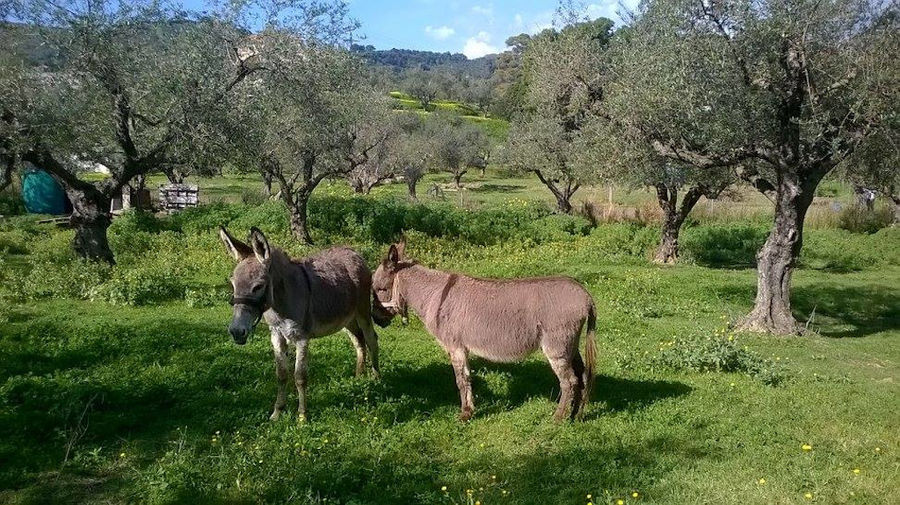 two donkeys in green grass around 'Lithies Organic Farm' and olive trees in the background