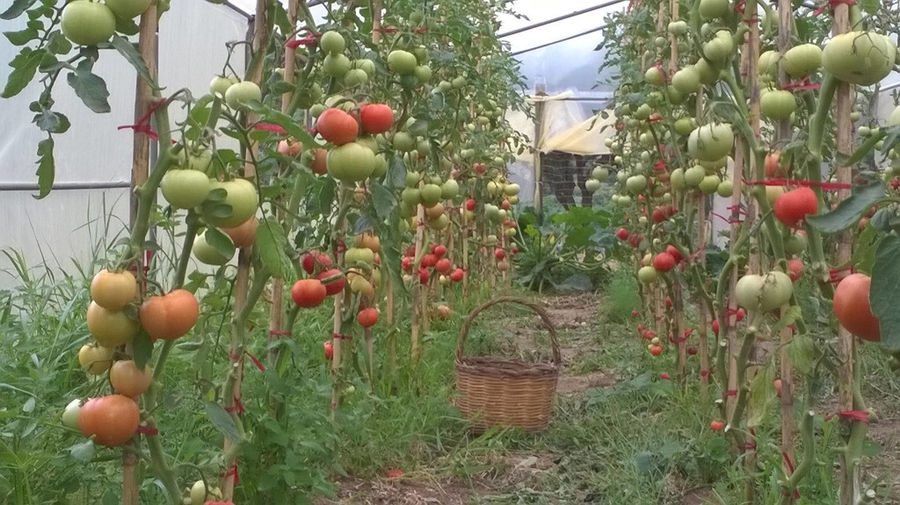 'Lithies Organic Farm' ripe and unripe tomatoes crops