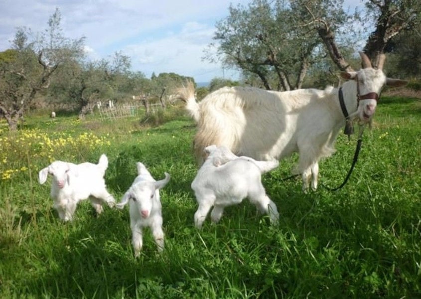 a white goat with her babys in green grass and trees in the background around 'Lithies Organic Farm'