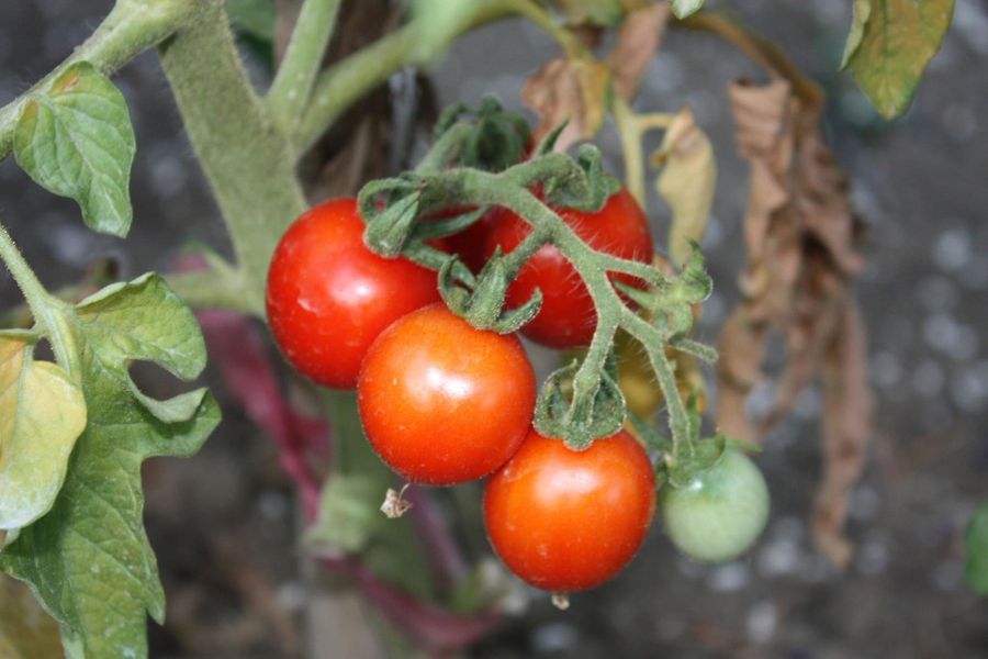 green stalk with ripe tomatoes at 'Lithies Organic Farm'