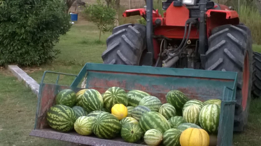 tractor currying trailer with watermelons around 'Lithies Organic Farm'