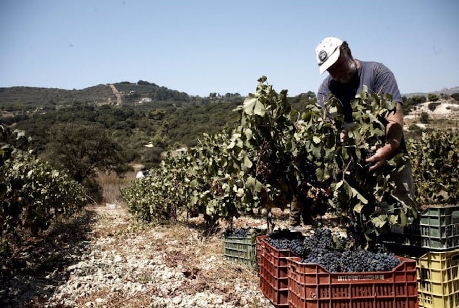 man picking black grapes and putting in plastic crates in 'Lithies Organic Farm' vineyards