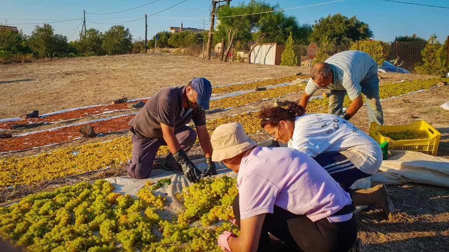 men and women laying bunches of grapes on the raffia on the ground to dry in the sun at Yiayia’s Tastes
