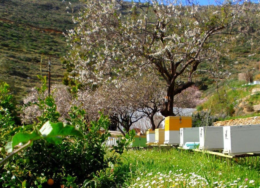 row of beehives in the shade of the trees in bloom at 'La Maison Vert Amande' surrounded by green grass