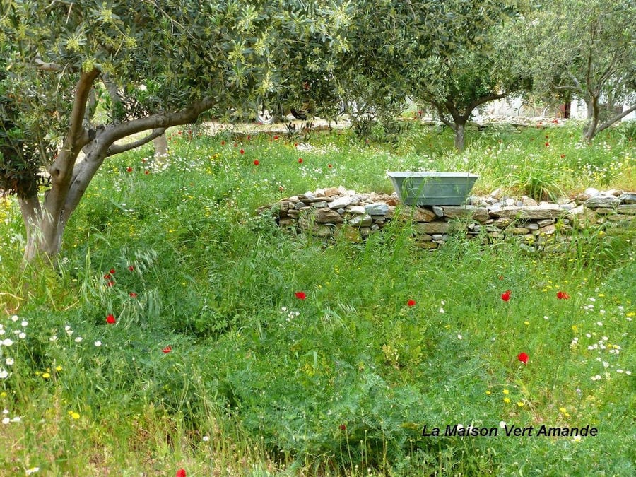 well stone surrounded by high green grass with poppies and olive trees at 'La Maison Vert Amande'