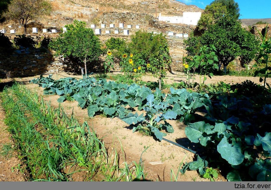 'La Maison Vert Amande' vegetables garden with bee hives on the hill in the background