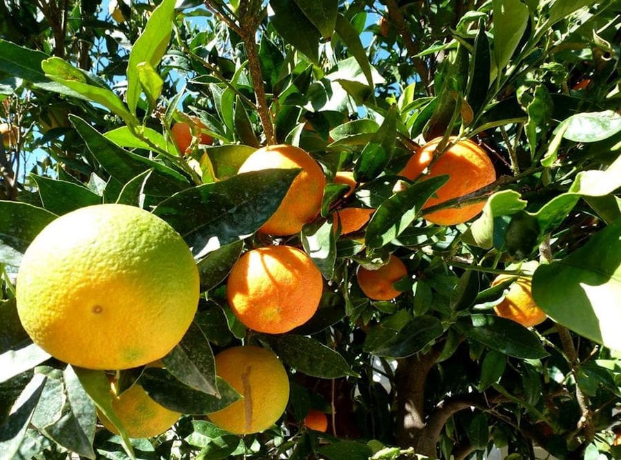 clos-up of branches of ripe oranges at 'La Maison Vert Amande'