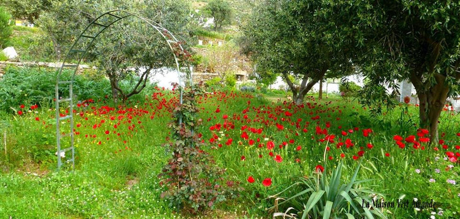 metal garden arcade surrounded by high green grass and poppies and olive trees at 'La Maison Vert Amande'