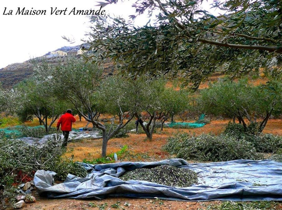 olive harvest at 'La Maison Vert Amande' with raffia lying on the ground